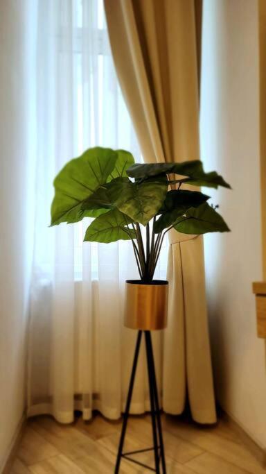 Golden Apartment Bosacka Krakow Old Town 2 Rooms Экстерьер фото